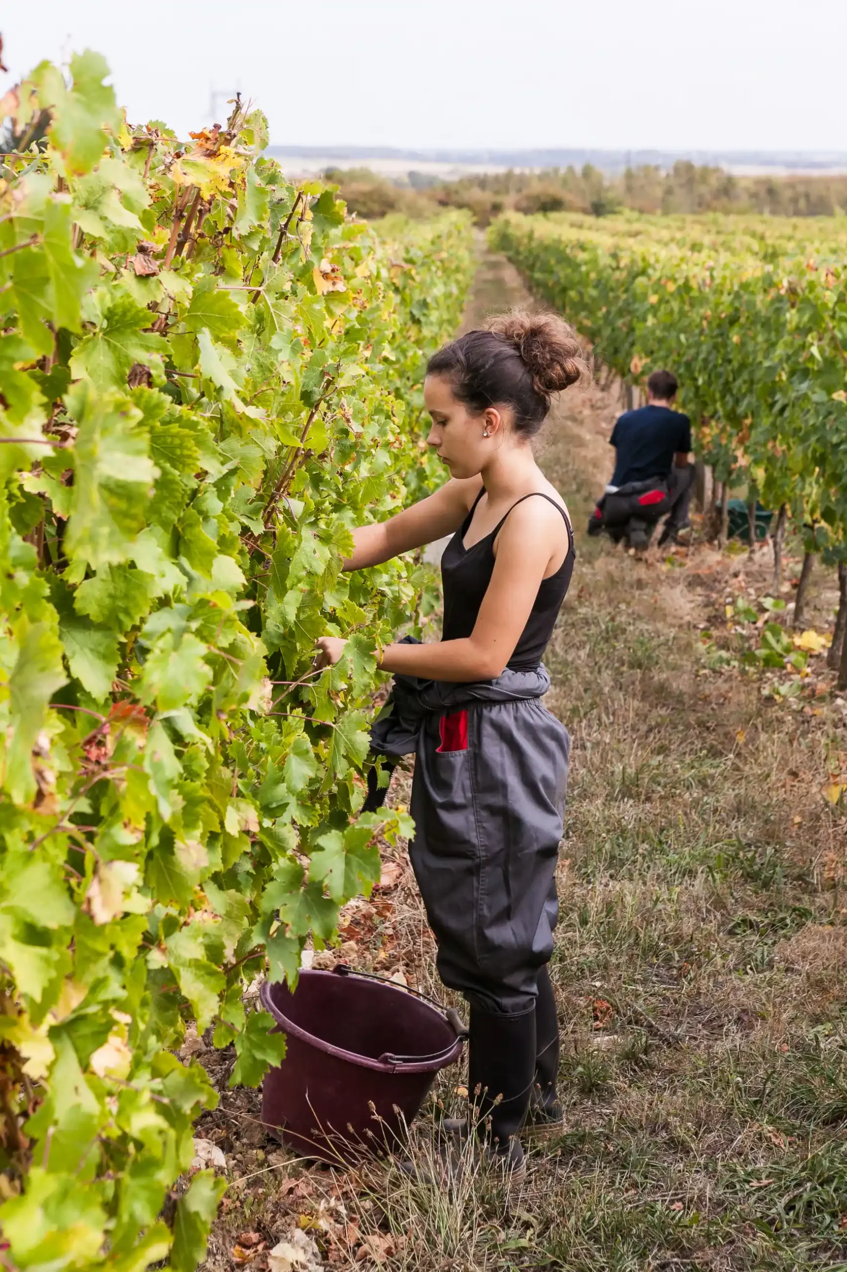 Un apprenant au travail dans les vignes