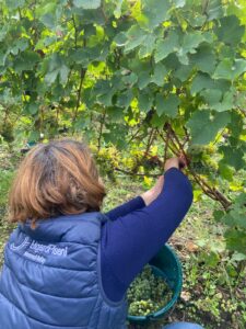 Photo : Les vendanges au Domaine du Haut Bellay : une après-midi de convivialité et d’apprentissage pour tous