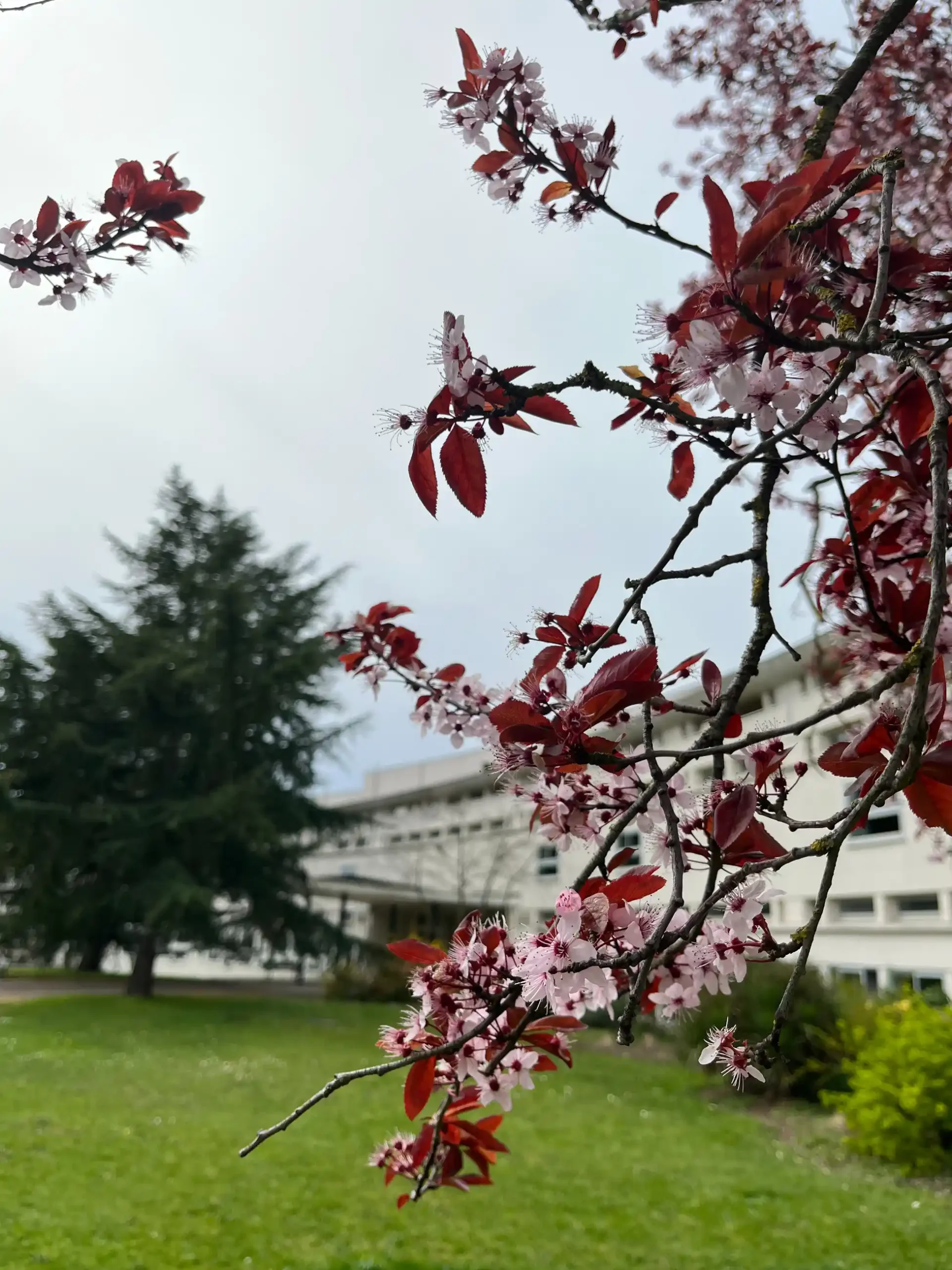Branches en fleurs devant un bâtiment, au printemps