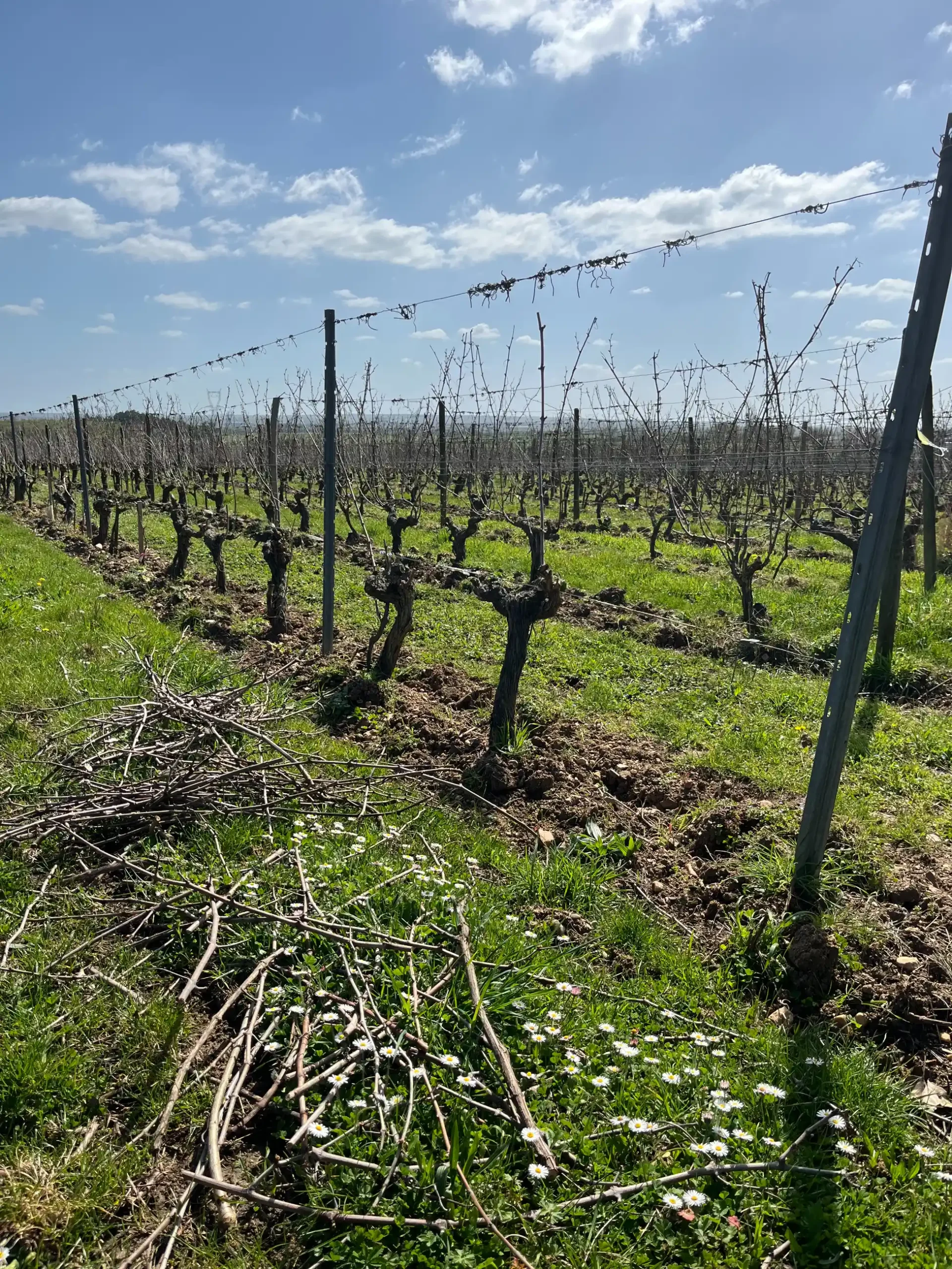 Rangs de vigne après la taille, sarments au sol