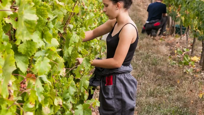Un apprenant au travail dans les vignes