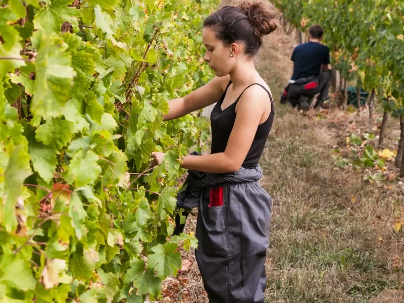 Un apprenant au travail dans les vignes