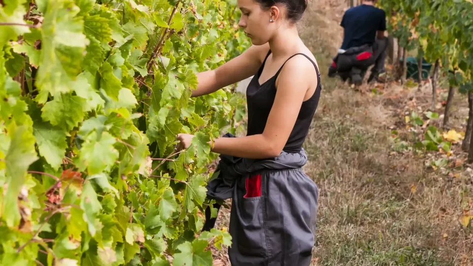 Un apprenant au travail dans les vignes