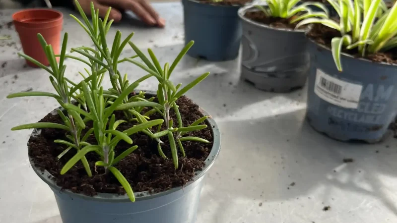 Jeunes plants en pots dans les bacs de culture de la serre