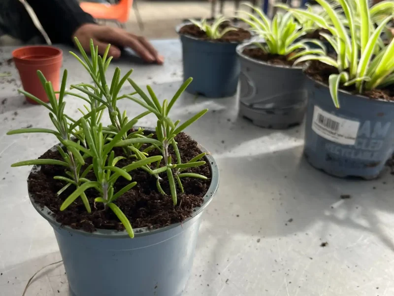 Jeunes plants en pots dans les bacs de culture de la serre