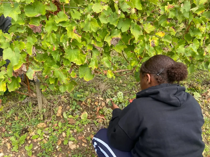 Une apprenante pendant les vendanges