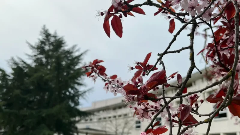 Branches en fleurs devant un bâtiment, au printemps