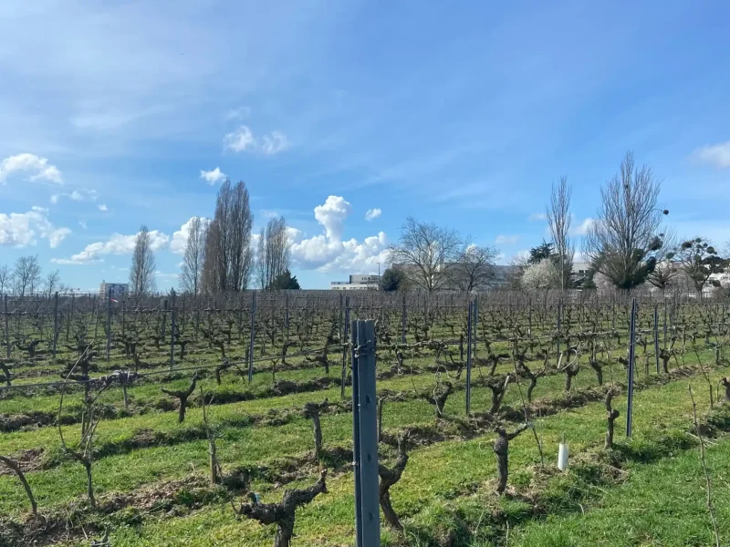 L’établissement vu depuis les vignes du Domaine du Haut-Bellay
