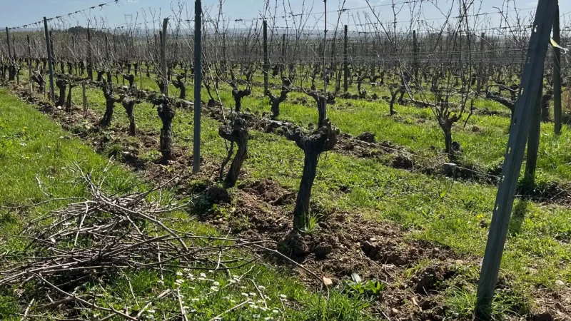 Rangs de vigne après la taille, sarments au sol