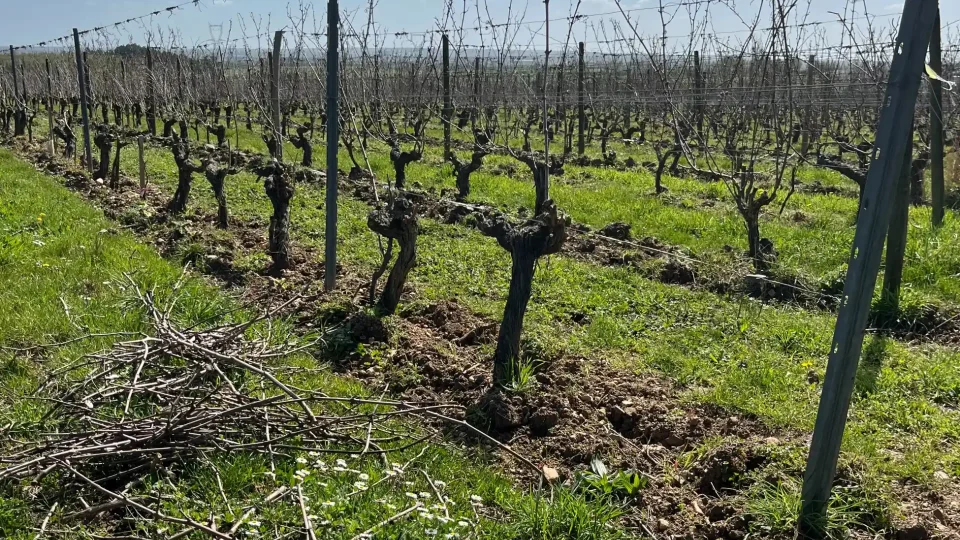 Rangs de vigne après la taille, sarments au sol