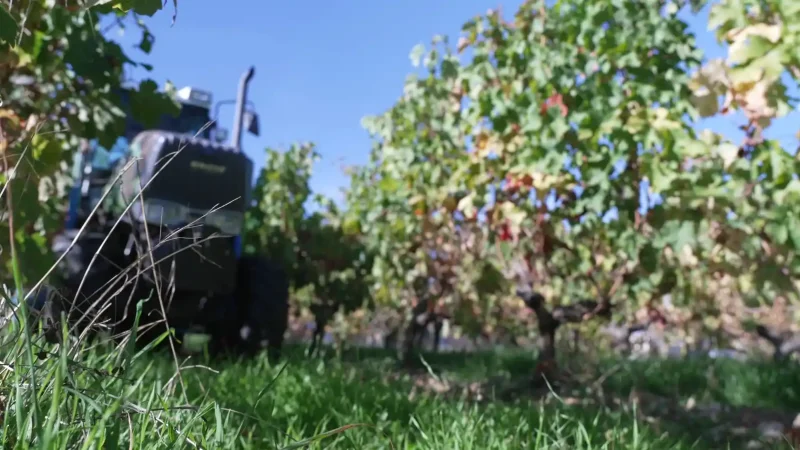 Tracteur viticole entre les rangs de vigne